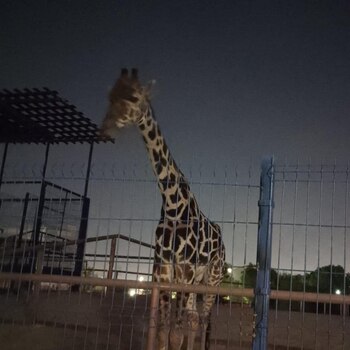 El animal supuestamente esta expuesto a las bajas temperaturas
