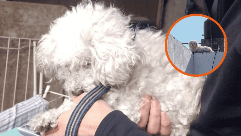 El caniche fue hallado en el techo de una vivienda, junto a una cucha precaria y con evidentes signos de falta de higiene