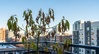 El daño ocasionado por el