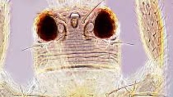 Las nuevas medidas fitosanitarias contra