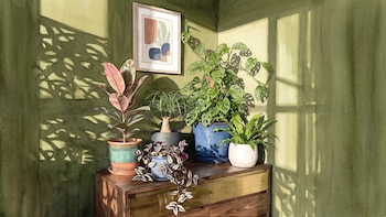 ¿Plantas para mejorar la acústica del hogar? 5 variedades fáciles de cuidar que atenúan el sonido