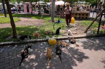 Rosa Delgado alimenta gatos callejeros