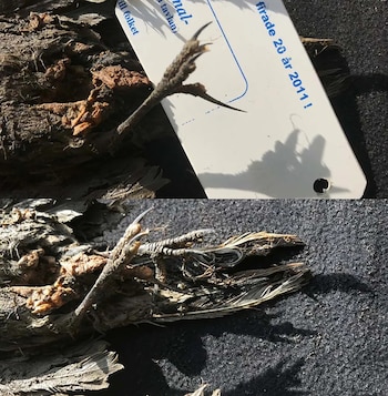 El pájaro fue encontrado en