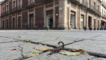 Alacranes en casa durante las lluvias: las alcaldías de la CDMX donde más aparecen y qué hacer si encuentras uno