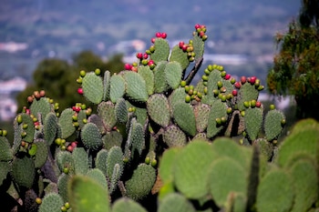El nopal destaca por sus
