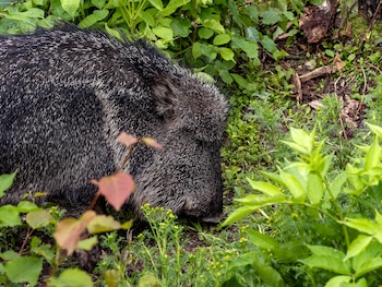 El quimilero fue clasificado como