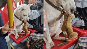 Pasajero decidió cederle su silla