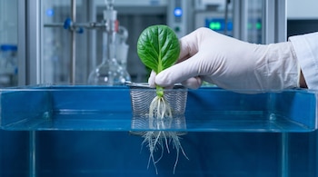 Mano enguantada blanca sostiene una planta joven de tatsoi con hoja verde y raíces blancas sobre un recipiente azul con agua y su reflejo.