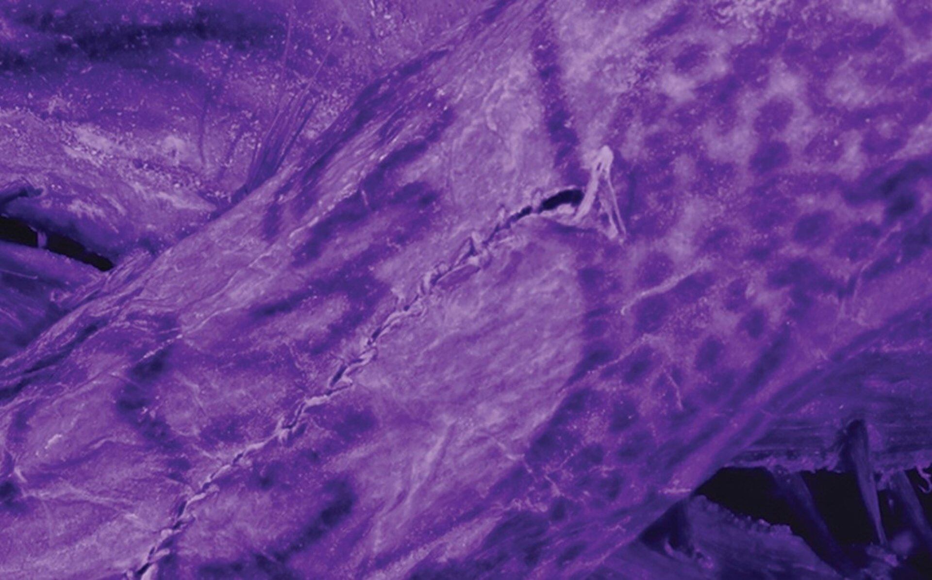 El hallazgo de tatuajes en la momia Pazyryk ofrece nuevas claves sobre los rituales y la identidad de la cultura nómada (Europa Press)