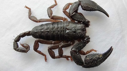 En Boyacá incautaron escorpiones venenosos: iban a ser usados para preparar potenciadores sexuales 