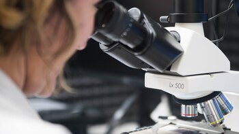 Phanter es el programa de