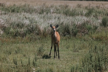Los Esteros del Iberá, un