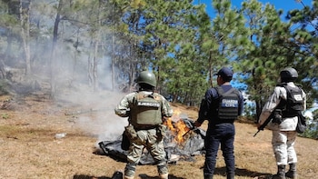 Desmantelan narcocampamentos en Michoacán y aseguran varios kilos de marihuana
