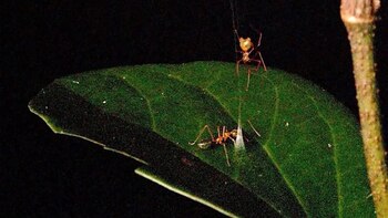 Descubren en Australia una araña que utiliza una trampa de resorte para capturar a sus presas