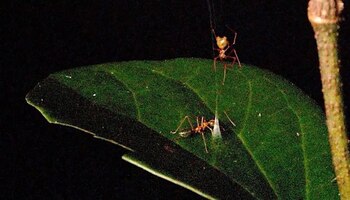 Descubren en Australia una araña que utiliza una trampa de resorte para capturar a sus presas