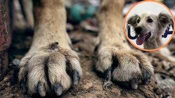 Perro con fracturas fue abandonado