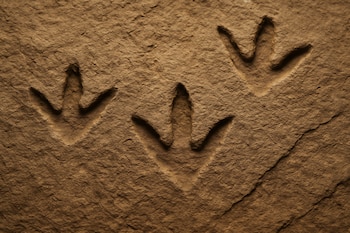 El equipo de paleontólogos liderado