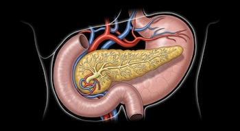 Ilustración científica del páncreas amarillo con sus conductos, junto al estómago y el intestino delgado, con vasos sanguíneos rojos y azules. Fondo negro.