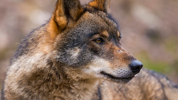 Grupo Lobo Asturias pide el