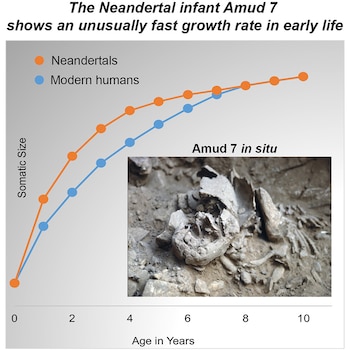 El hallazgo de ‘Amud 7′, un bebé neandertal de hace más de 55.000 años, revela un hito genético: los niños del Paleolítico crecían más rápido que nosotros