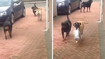 Perra ayuda a su dueño con las bolsas del supermercado.