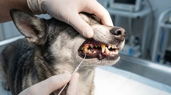 Primer plano de un veterinario con guantes blancos examinando los dientes de un perro. Los dientes del canino muestran sarro y se usa una herramienta metálica dental.