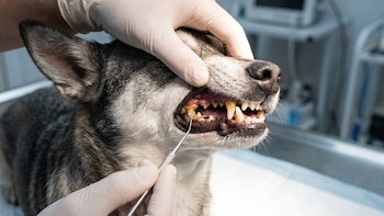 Por qué tu perro huele mal aunque lo bañes seguido: la causa puede estar en sus orejas o dientes