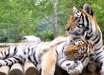 La gripe aviar devastó un