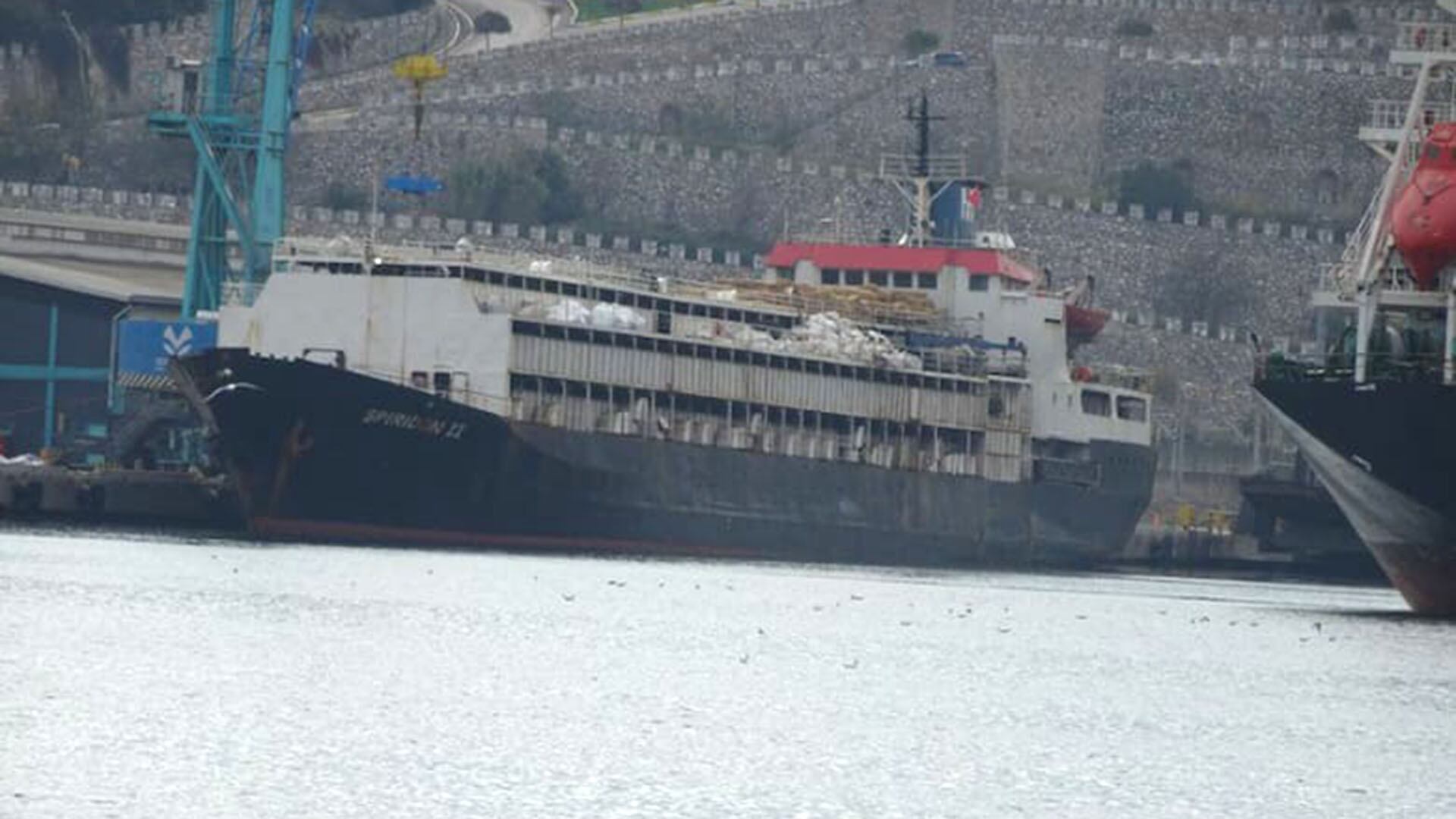 La situación generó preocupación por el bienestar animal y puso bajo escrutinio la reputación de la exportación ganadera entre Uruguay y Turquía