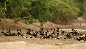 En 2025, los proyectos de conservación en Sudáfrica, Mozambique y Malaui registraron 150 cachorros de perros salvajes africanos en una especie con unas 700 parejas reproductoras (REUTERS)
