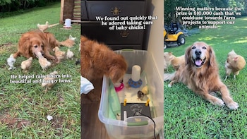 El dueño de Santi explicó que la mudanza era para ofrecerle más espacio para explorar. The Little Cabin That Could