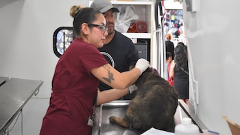 Caravana por el Bienestar Animal con servicios veterinarios gratuitos en el Edomex: te decimos dónde y cuándo
