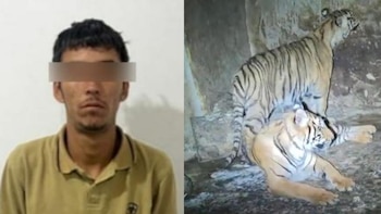 Tigres de bengala, droga y balas: el hallazgo insólito en una huerta de Chihuahua