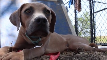 Salvaron a 7 perros al borde de la muerte en Texas y hoy buscan un hogar permanente