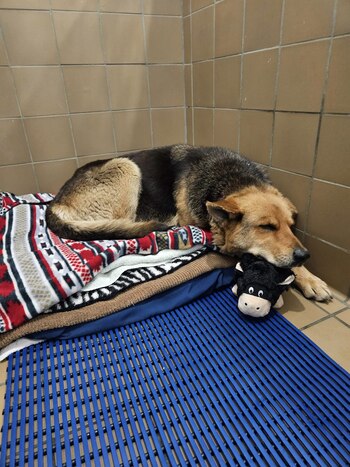 La canina tenía a su