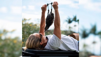 Penguin llegó a la vida