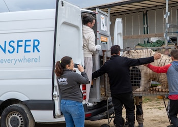 Rescate de Sona, el último tigre de circo de Portugal. (AAP Primadomus)