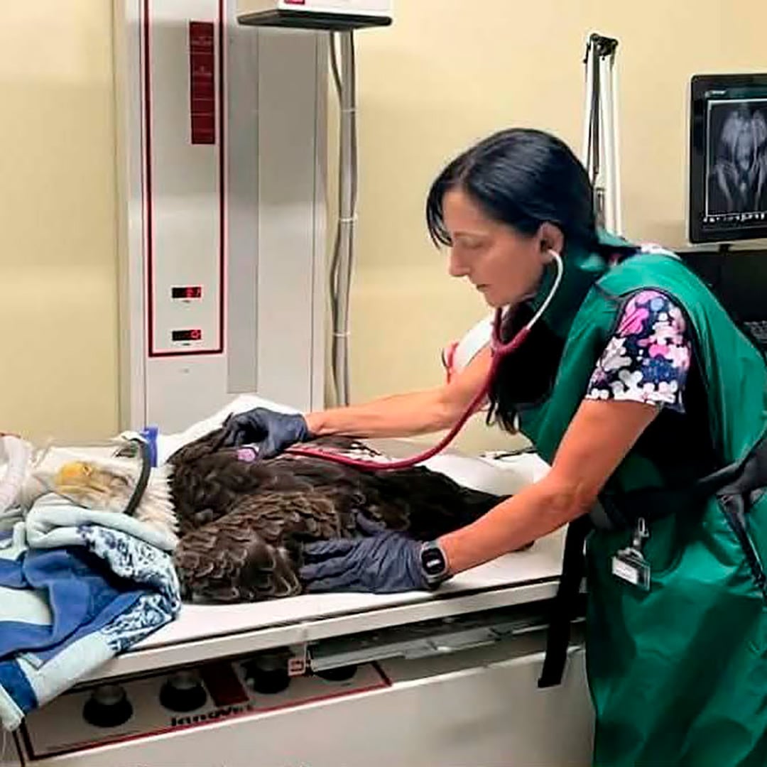Un águila calva recuperó la libertad en Wisconsin tras 10 días de rehabilitación (Wildlife In Need Center)