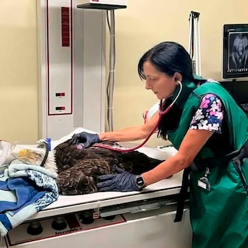 Una mujer con delantal verde y guantes examina con un estetoscopio a un águila calva recostada sobre una mesa médica