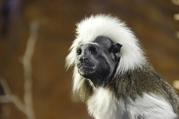 Ejemplar de tamarino algodonoso. (Zoo Hluboka/Wikimedia Commons)