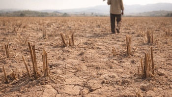 El Niño representa una amenaza a la producción agropecuaria y la seguridad alimentaria en Centroamérica, según organismo