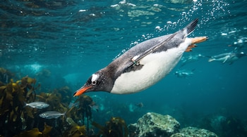 Un pingüino nada sumergido en agua marina azul dejando burbujas, cerca de algas, peces pequeños y rocas.