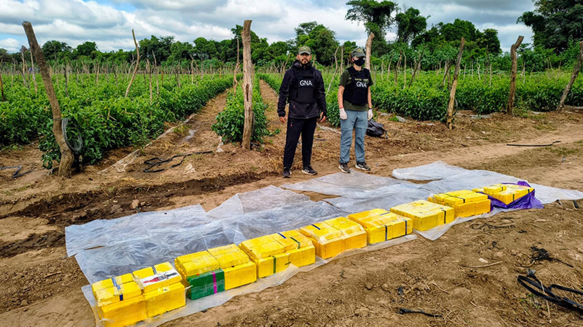 Los 170 kilos de cocaína hallados en la plantación de tomates