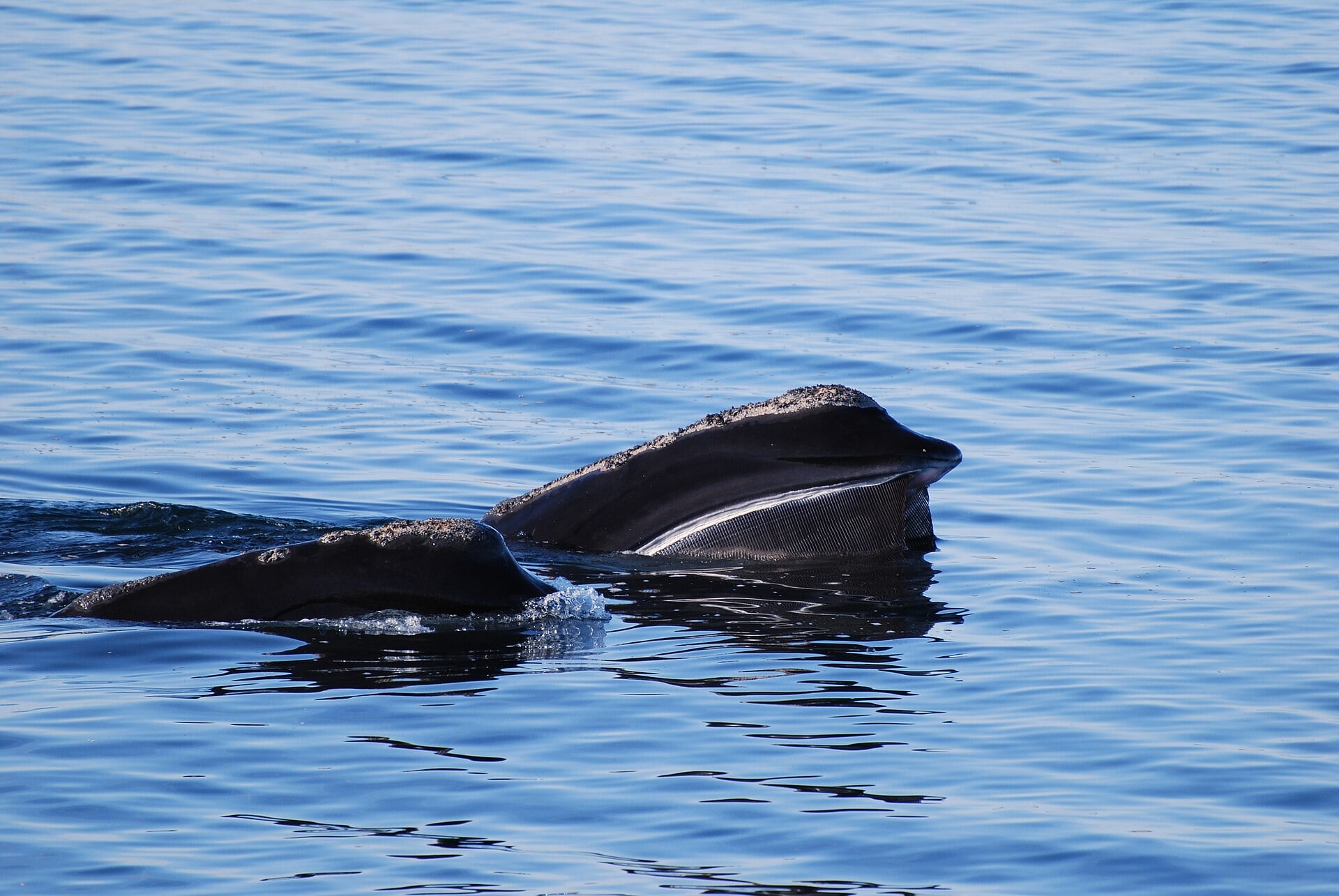 La ballena que podía verse frente a la costa de España y que se extinguió en nuestro país por culpa de la caza: quedan menos de 400 ejemplares en el mundo