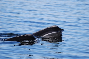 Ejemplar de ballena franca glacial. (NOAA/Wikimedia Commons)