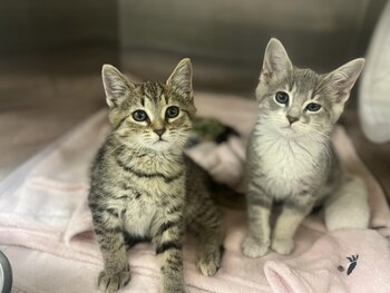 La historia de Sydney es