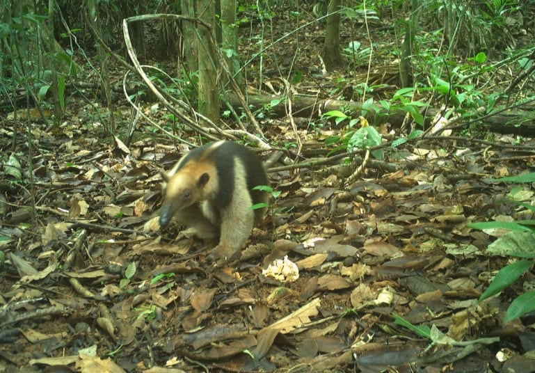 Otras especies, como las Tamanduas del norte, también son monitoreadas. Foto/Claudio Monteza STRI