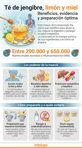 Infografía de una taza de té humeante con jengibre, limón y miel. Muestra raíces de jengibre, rodajas de limón, dipper de miel e ilustraciones de órganos internos.