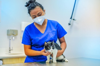 El hospital veterinario público Chivo Pet de El Salvador alcanza seis millones de atenciones a mascotas en cuatro años. (Foto cortesía Chivo Pet)