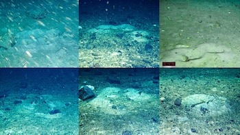 Una colonia inmensa: descubrieron más de 1.000 nidos de peces en el océano Antártico